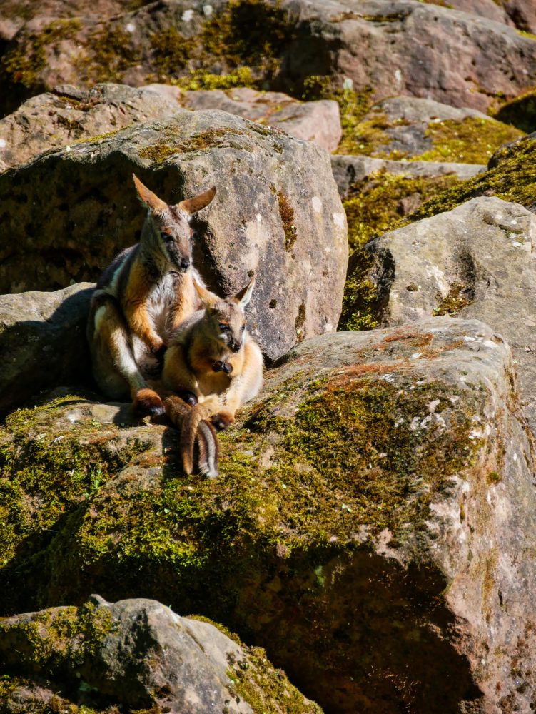 Mulhouse en famille, le zoo, Wallaby des rochers