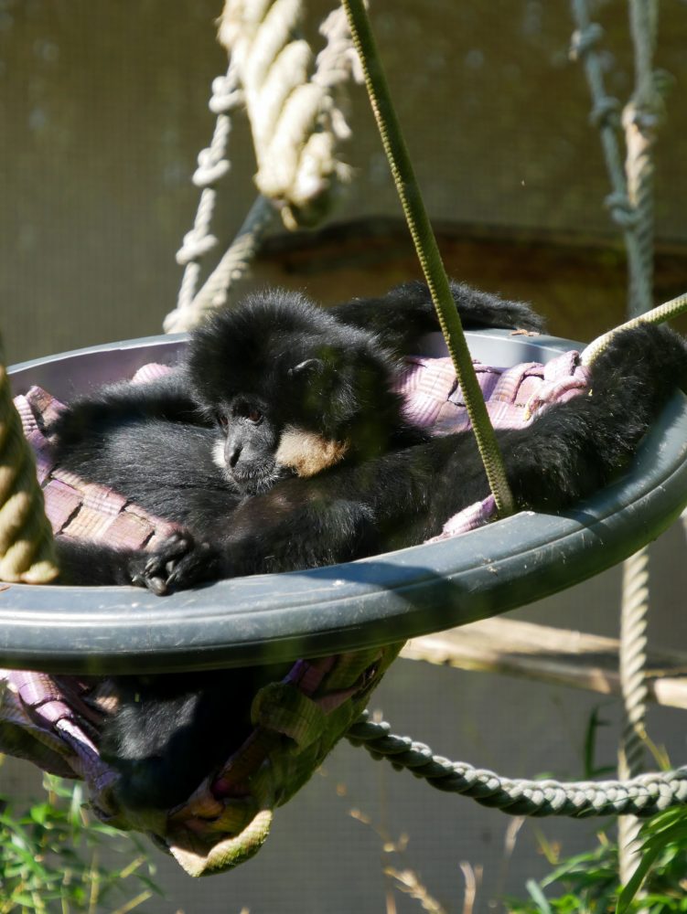 Gibon, Parc zoologique de Mulhouse