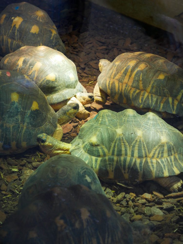 Tortues rayonnées du Madagascar au zoo de Mulhouse
