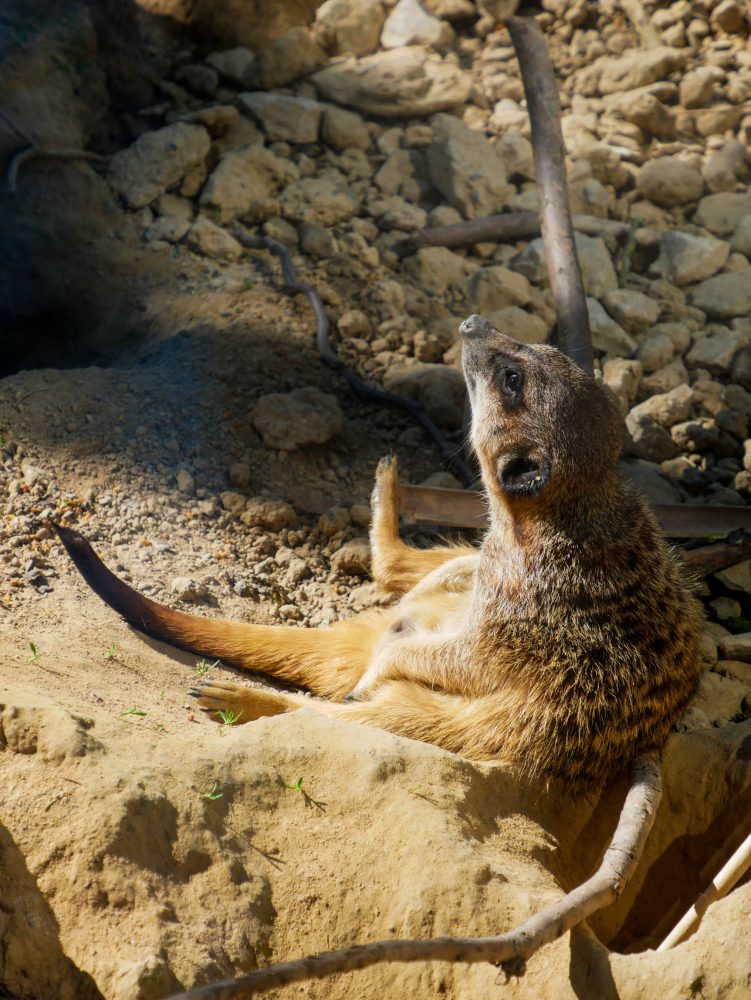 Suricate, zoo mulhouse