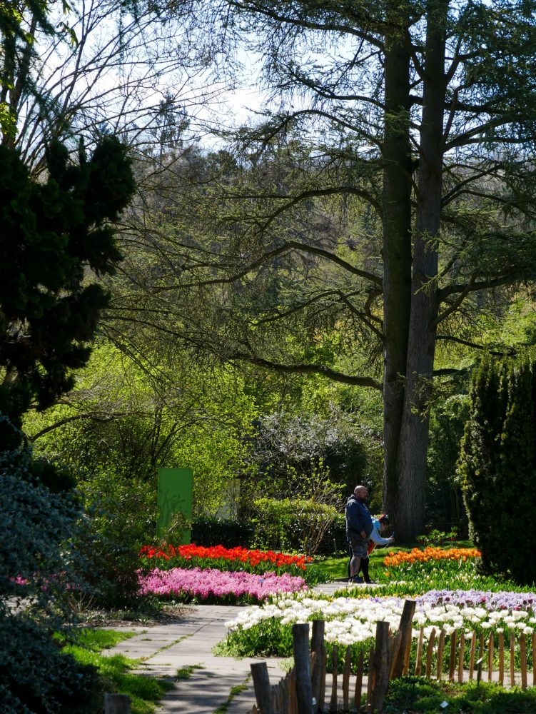 parterre de tulipes zoo de mulhouse