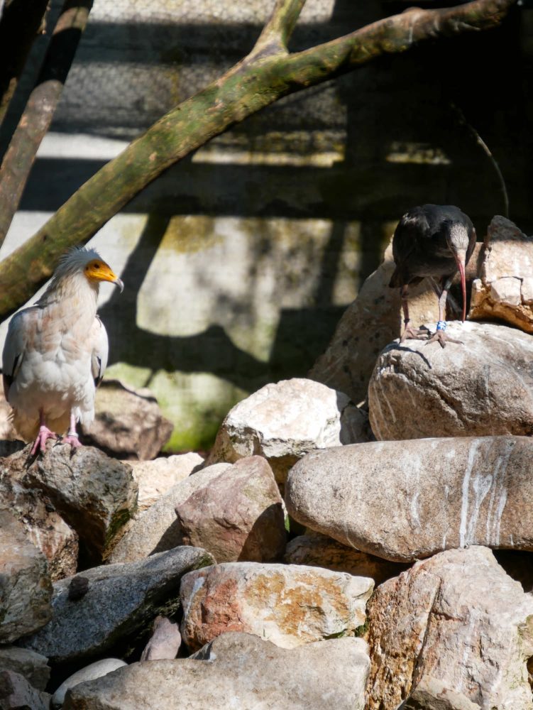 vautour percnoptère Zoo Mulhouse