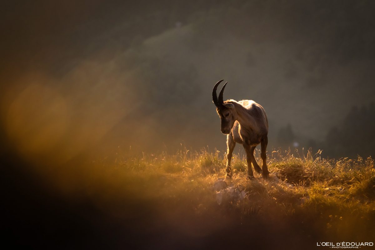 Bouquetin Refuge de la Dent d'Oche Massif du Chablais Haute-Savoie France Tourisme Montagne Randonnée Outdoor Nature Hiking Mountain Ibex Animal Widlife