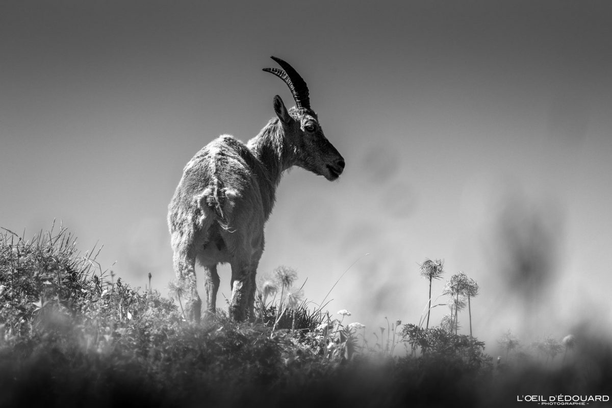 Bouquetin Col de Planchamp Dent d'Oche en boucle Massif du Chablais Haute-Savoie France Tourisme Montagne Randonnée Outdoor Nature Hiking Mountain Ibex Animal Wildlife