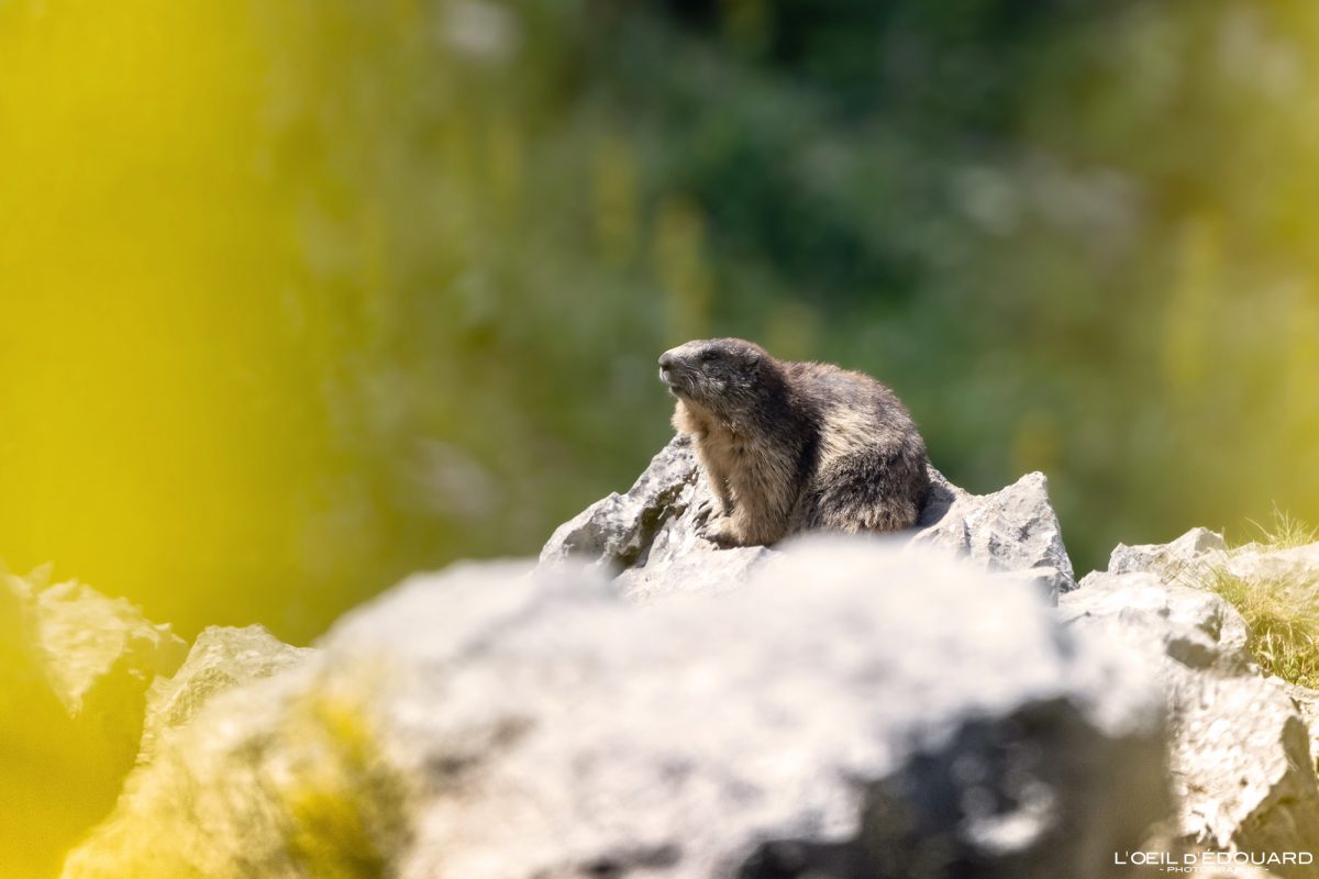 Marmotte Dent d'Oche en boucle Massif du Chablais Haute-Savoie France Tourisme Montagne Randonnée Outdoor Nature Hiking Mountain Groundhog Animal Widlife