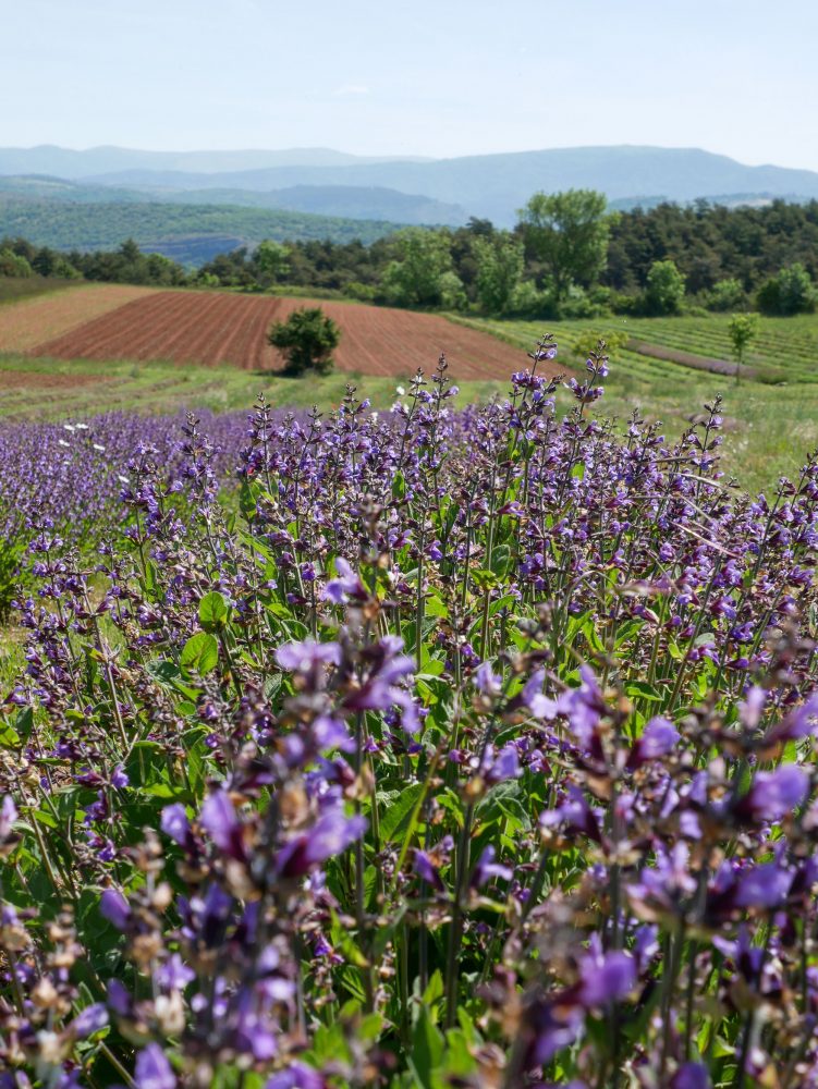 La Ferme des Homs Larzac