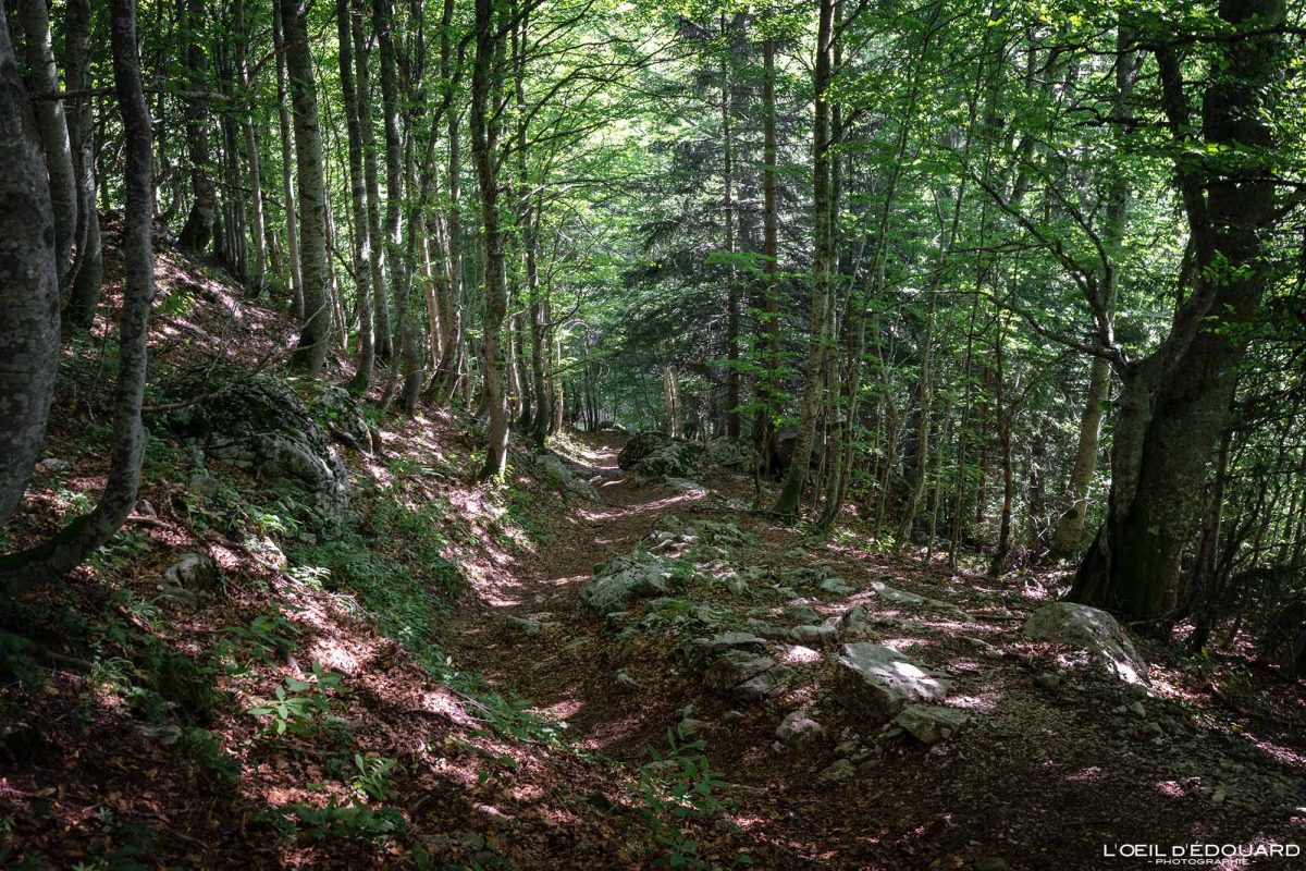 Forêt Variante Randonnée La Tournette en boucle par la Pointe des Frêtes Haute-Savoie France Tourisme Paysage Montagne Outdoor Nature Hiking Forest Landscape
