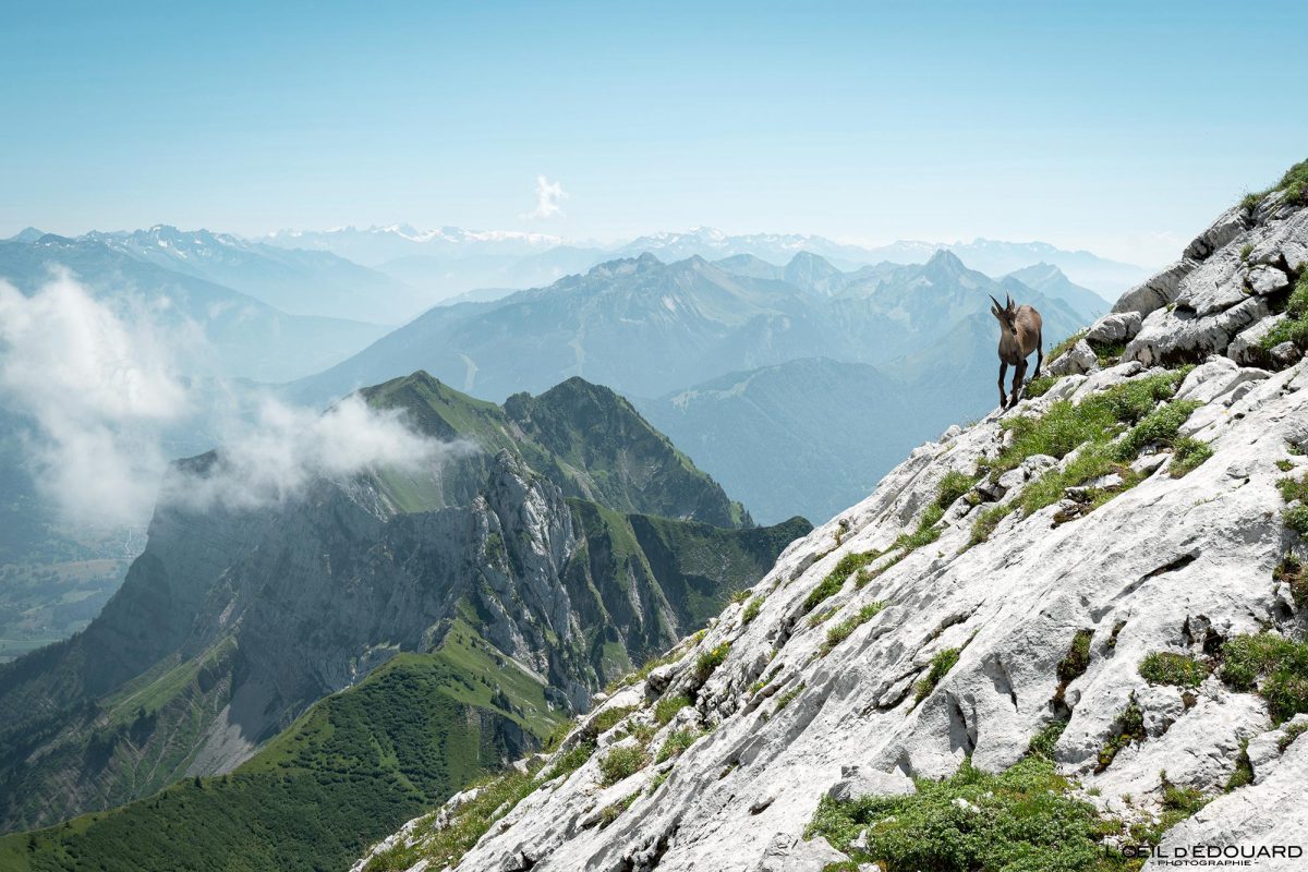 Bouquetin La Tournette en boucle par les vires de la Pointe de la Bajulaz Haute-Savoie France Tourisme Randonnée Montagne Paysage Outdoor Nature Hiking Mountain Landscape Ibex Animal Wildlife