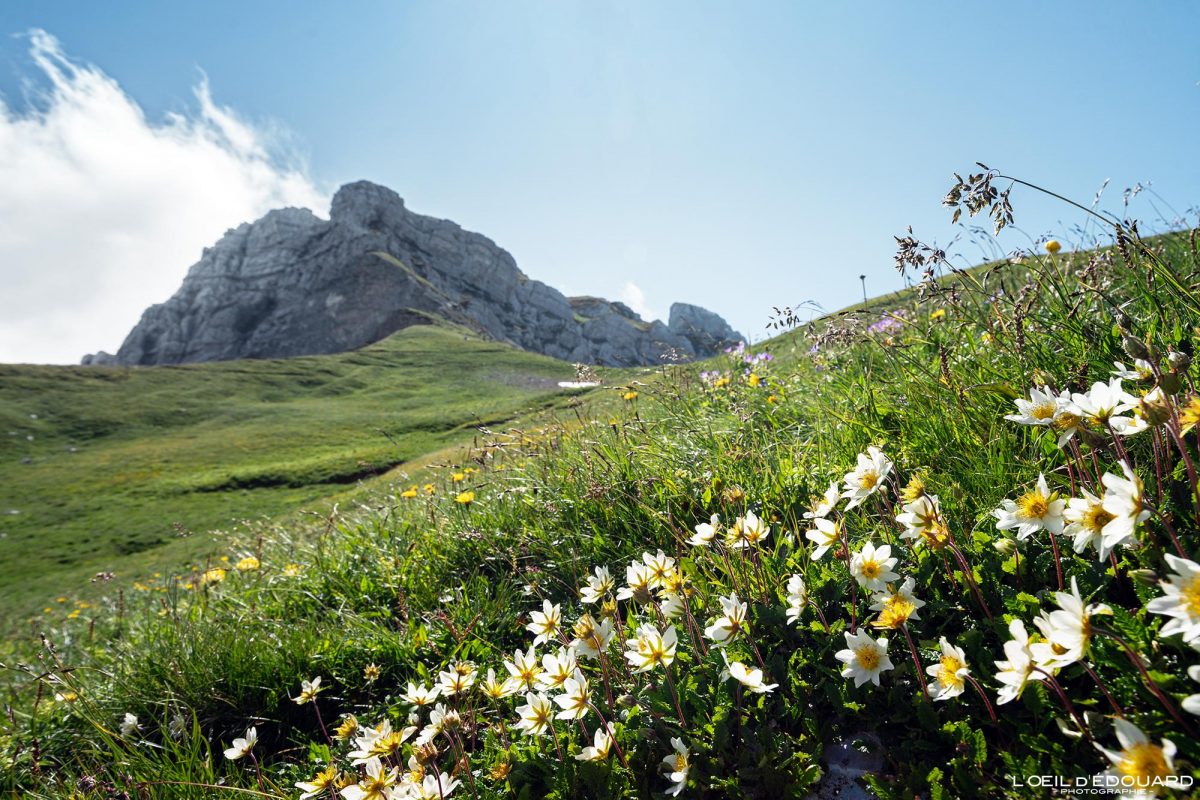 Randonnée La Tournette Variante par le Col du Varo Haute-Savoie France Tourisme Paysage Montagne Outdoor Nature Hiking Mountain Flowers Landscape
