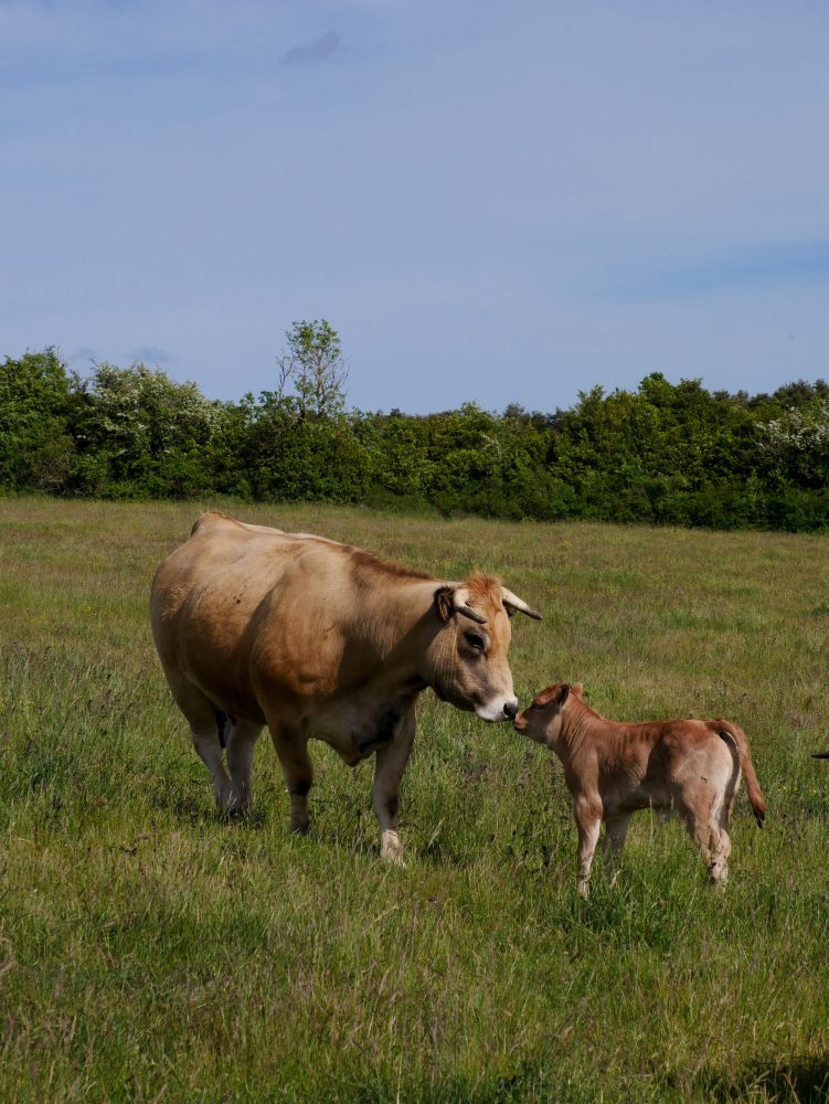 Vaches dans le Larzac, près du gîte de Montredon