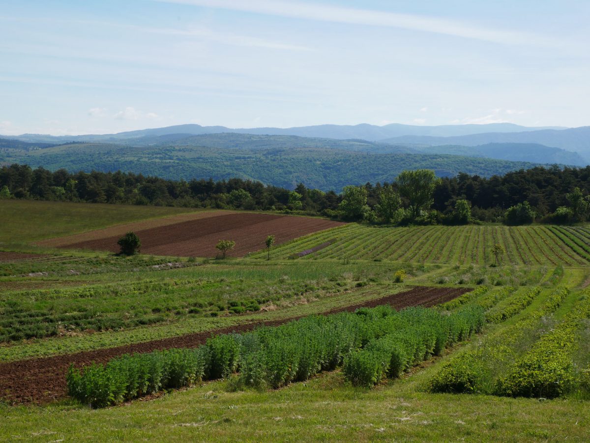 Fermes des Homs - Aromatiques du Larzac