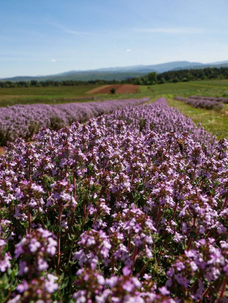 plantes aromatiques, La Ferme des Homs