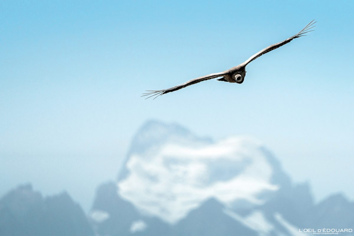 Vautour Fauve Barre des Écrins Massif des Écrins Hautes-Alpes Alpes France Tourisme Animal Oiseau Montagne Nature Outdoor Griffon Vulture Bird Mountain Outdoor Landscape Griffon Vulture