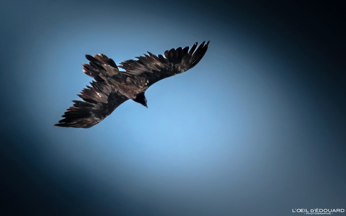 Gypaète Barbu Juvénile Aussois Haute Maurienne Massif de la Vanoise Savoie Alpes France Tourisme Animal Oiseau Montagne Nature Outdoor Bearded Vulture Bird Mountain