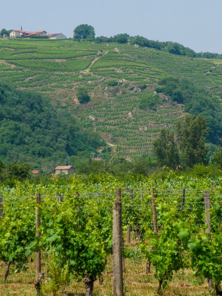 Vignes en terrasse de la Côte Rotie