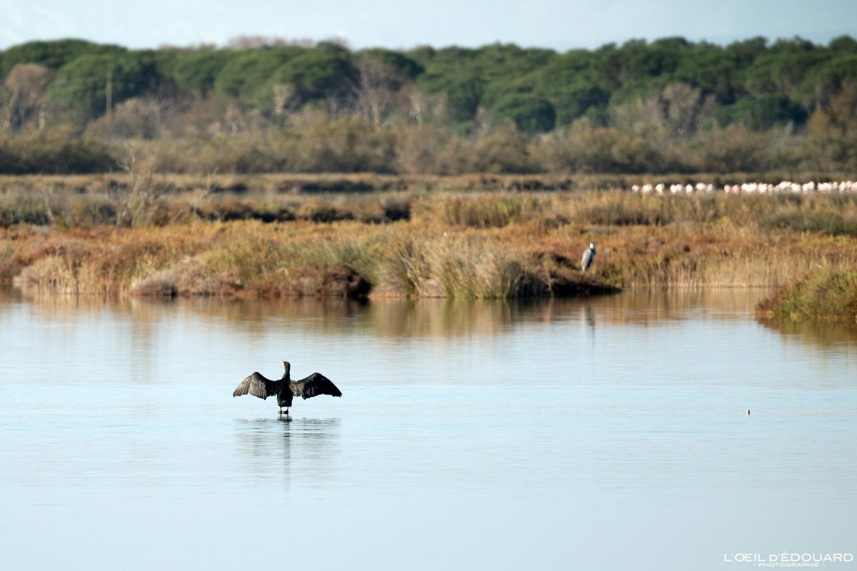 Cormoran Oiseau Étang de la Marette Aigues-Mortes Camargue Gard Languedoc-Roussillon Occitanie Visit South of France Tourisme Landscape Wild Animal Cormorant Bird