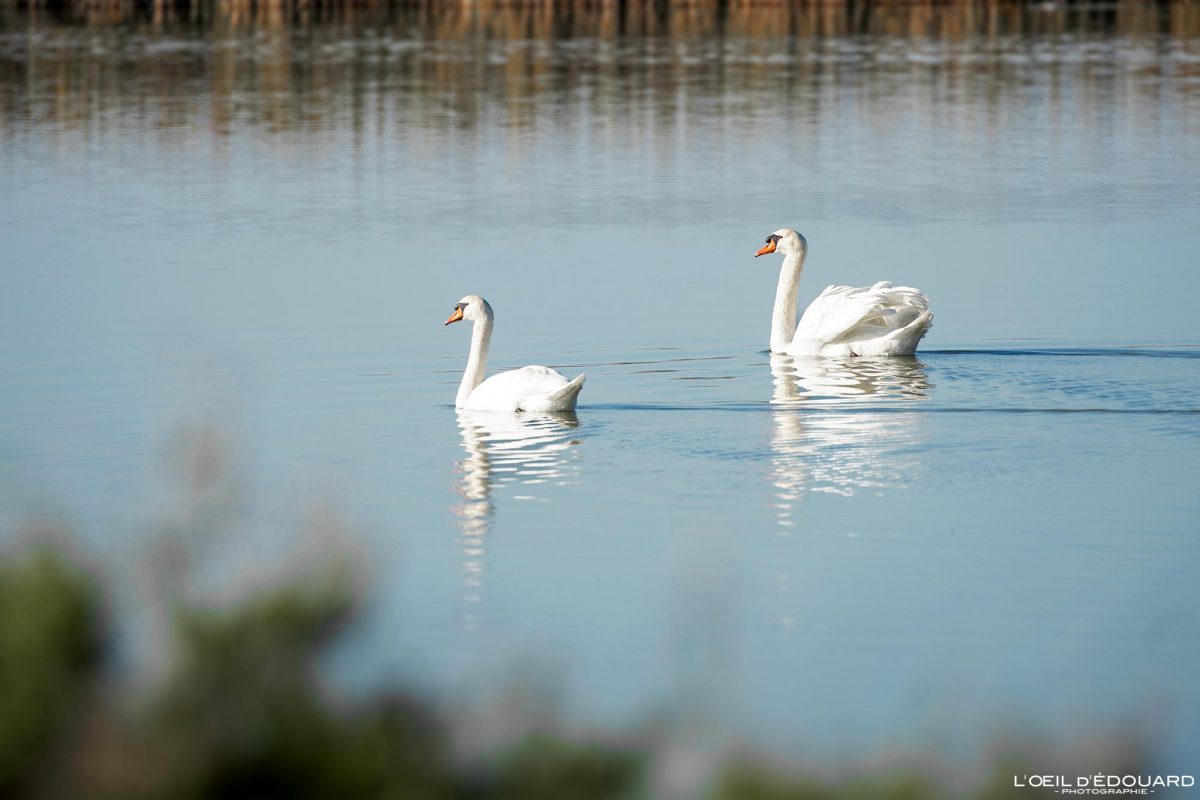Cygnes Oiseaux Étang de la Marette Aigues-Mortes Camargue Gard Languedoc-Roussillon Occitanie Visit South of France Tourisme Landscape Wild Animals Swans Birds