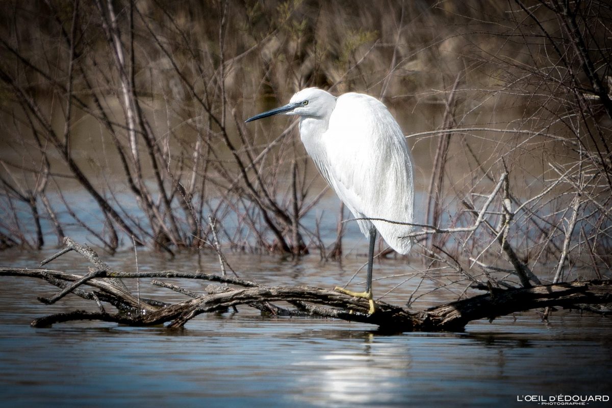 Aigrette Garzette Oiseau Centre de découverte du Scamandre Camargue Gard Languedoc-Roussillon Occitanie Visit South of France Tourisme Landscape Wild Animal Little Egret Bird
