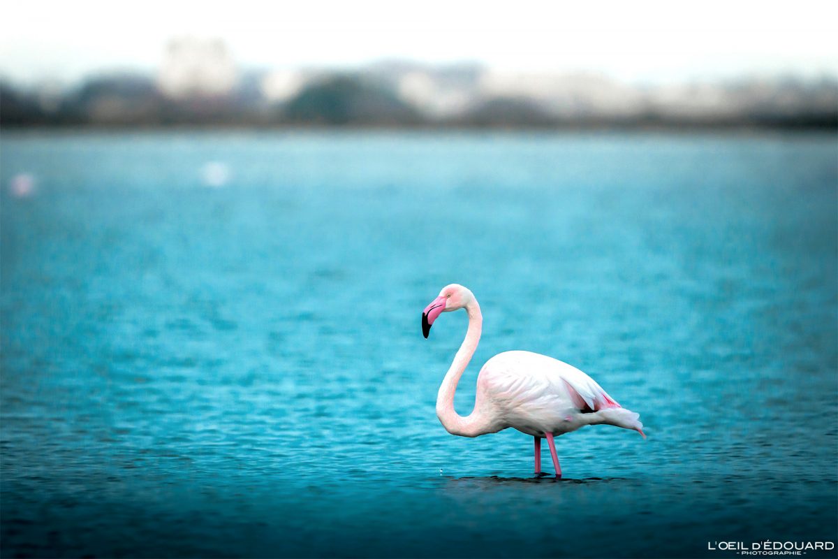 Flamant Rose Oiseau Étang du Médard Grau-du-Roi Camargue Gard Languedoc-Roussillon Occitanie Visit South of France Tourisme Landscape Wild Animal Pink Flamingo Birds
