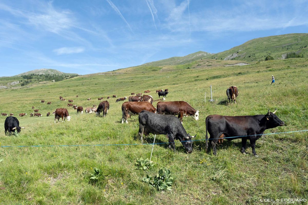 Randonnée Refuge du Mont Fallère Vaches Vallée d'Aoste Italie Tourisme Paysage Montagne Animal Cows/ Mucche Vétan Dessus Montagna Valle d'Aosta Italia