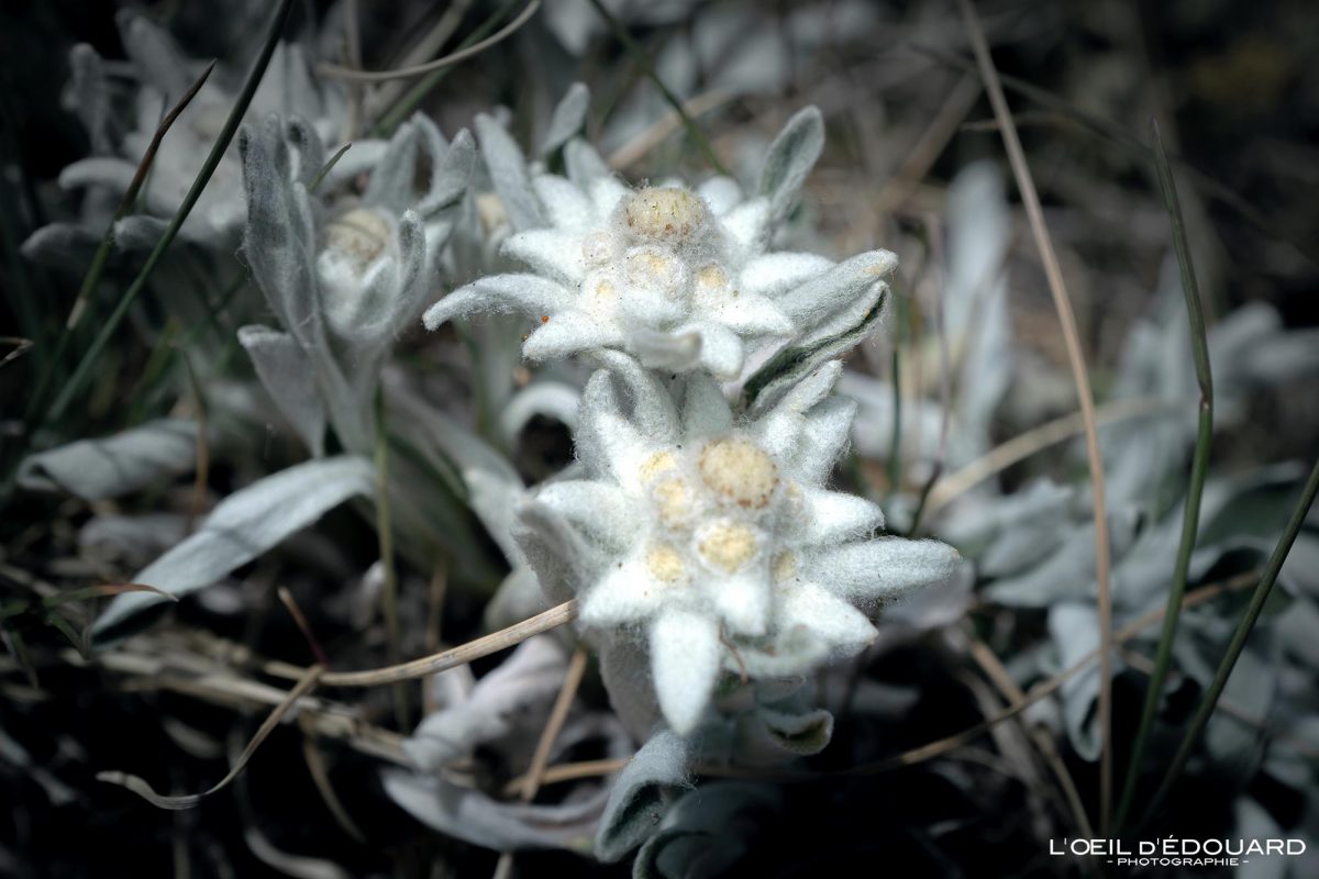 Edelweiss Randonnée Refuge du Mont Fallère Vallée d'Aoste Italie Tourisme Fleur de Montagne Outdoor Nature Mountain Flower / Fiore di Montagna Valle d'Aosta Italia