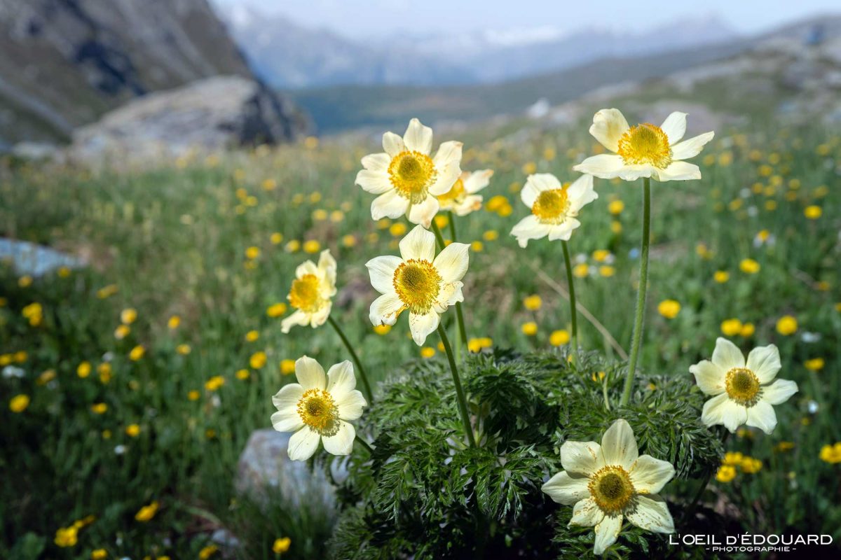 Anémone pulsatile Trek Vallée d'Aoste Italie Tourisme Fleurs de Montagne Randonnée Outdoor Nature Hiking Trekking Mountain Flowers / Fiore Alpi Montagna Valle d'Aosta Italia