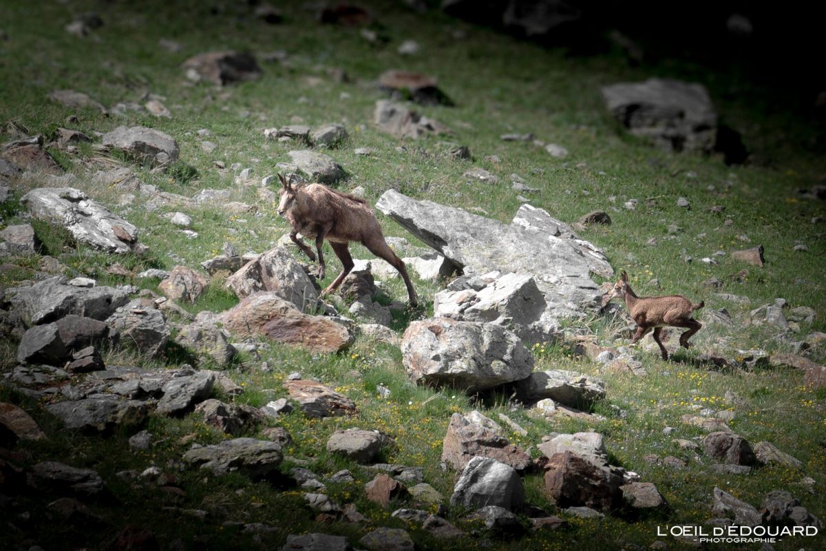 Chamois Vallée d'Aoste Italie Tourisme Animal Montagne Randonnée Outdoor Nature Hiking Trekking Mountain Landscape / Alpi Montagna Camoscio Valle d'Aosta Italia