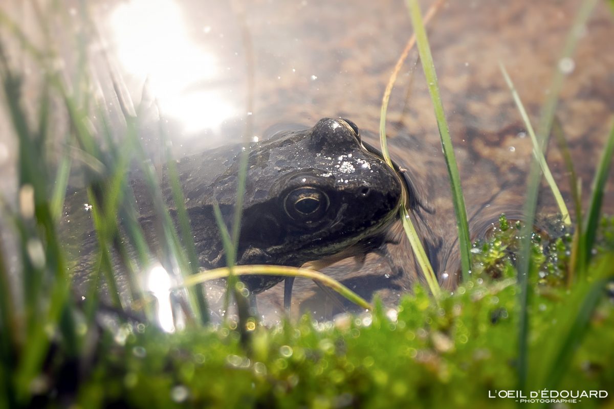 Grenouille Lac de Dzioule Trek Vallée d'Aoste Italie Tourisme Montagne Randonnée Outdoor Nature Hiking Trekking Mountain Frog Lake Animal / Alpi Montagna Rana Laghi di Dzioule Valle d'Aosta Italia