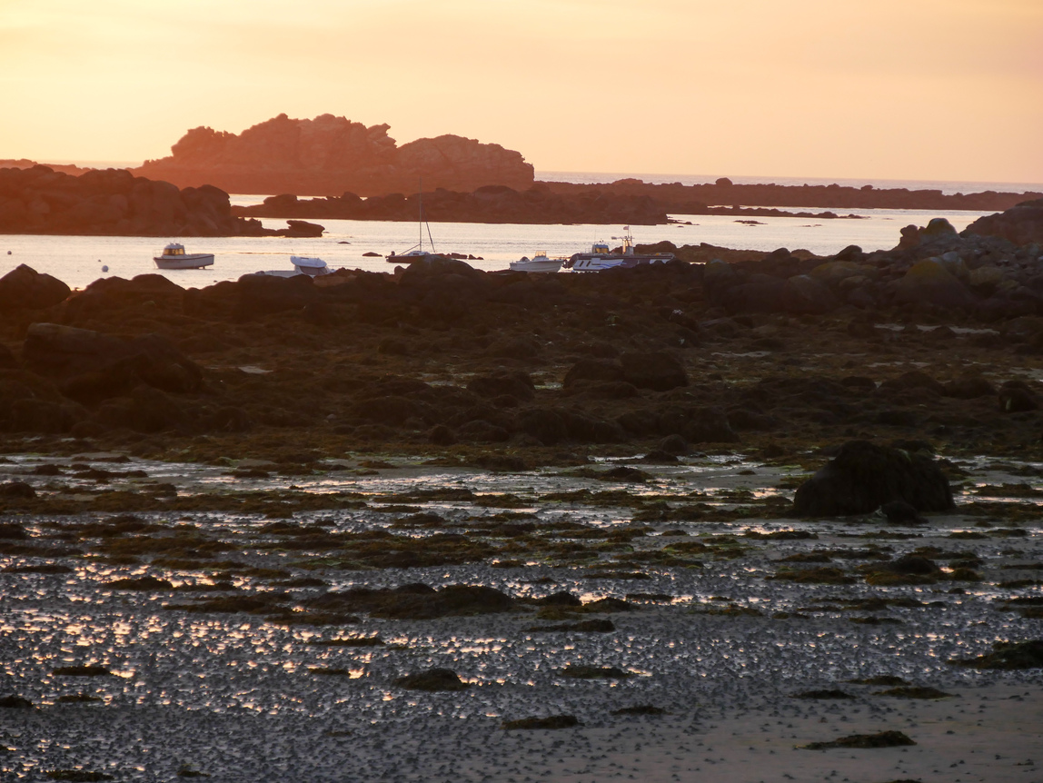 Lilia sur la pointe martime de la côte des Abers