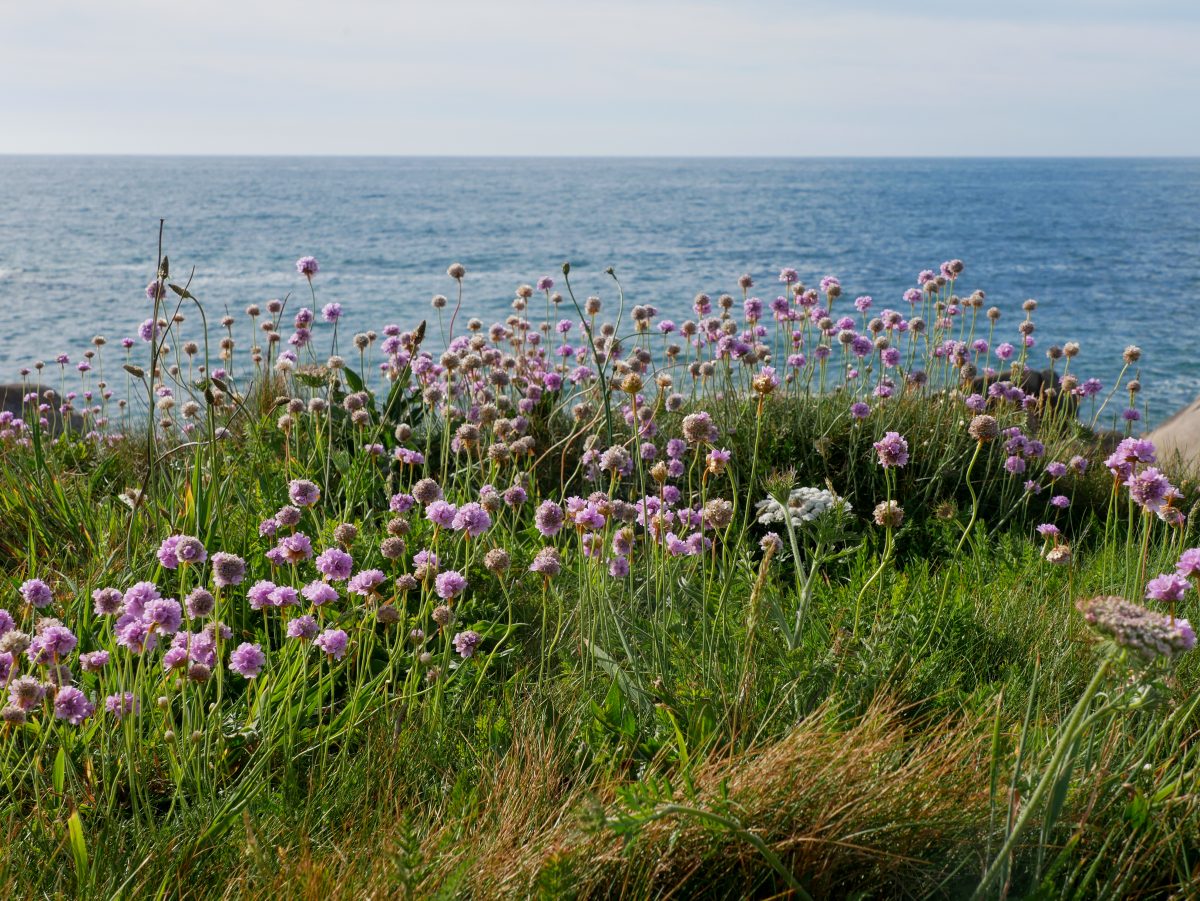 Point de vue sur la mer depuis la côte près du Menhir de Cam-louis
