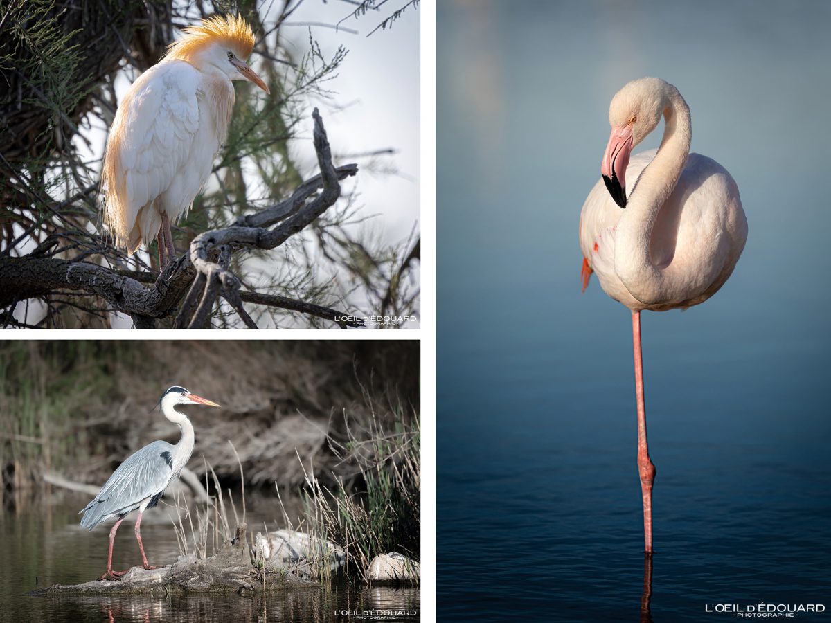 Héron Flamant Rose Pont de Gau Oiseaux Camargue Gard Languedoc-Roussillon Occitanie Visit South of France Tourisme Landscape Wild Animals Pink Flamingo Birds