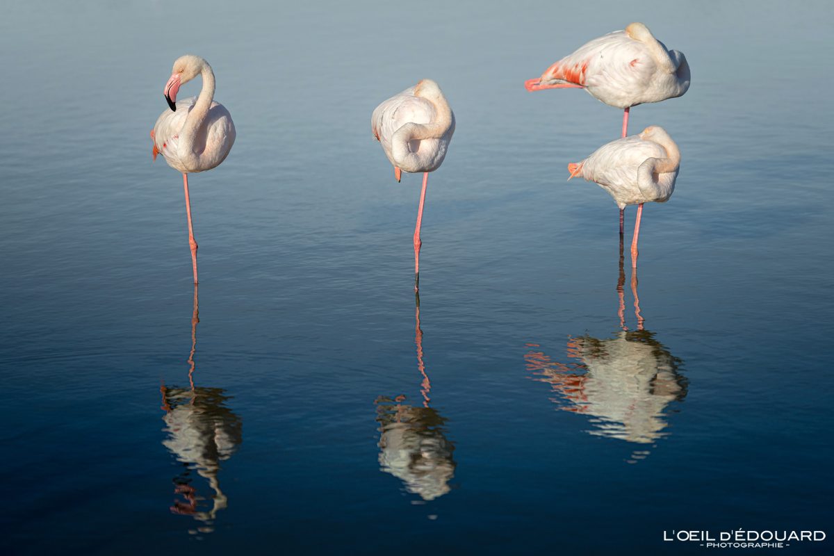 Flamants Roses Pont de Gau Oiseaux Camargue Gard Languedoc-Roussillon Occitanie Visit South of France Tourisme Landscape Wild Animals Pink Flamingo Birds
