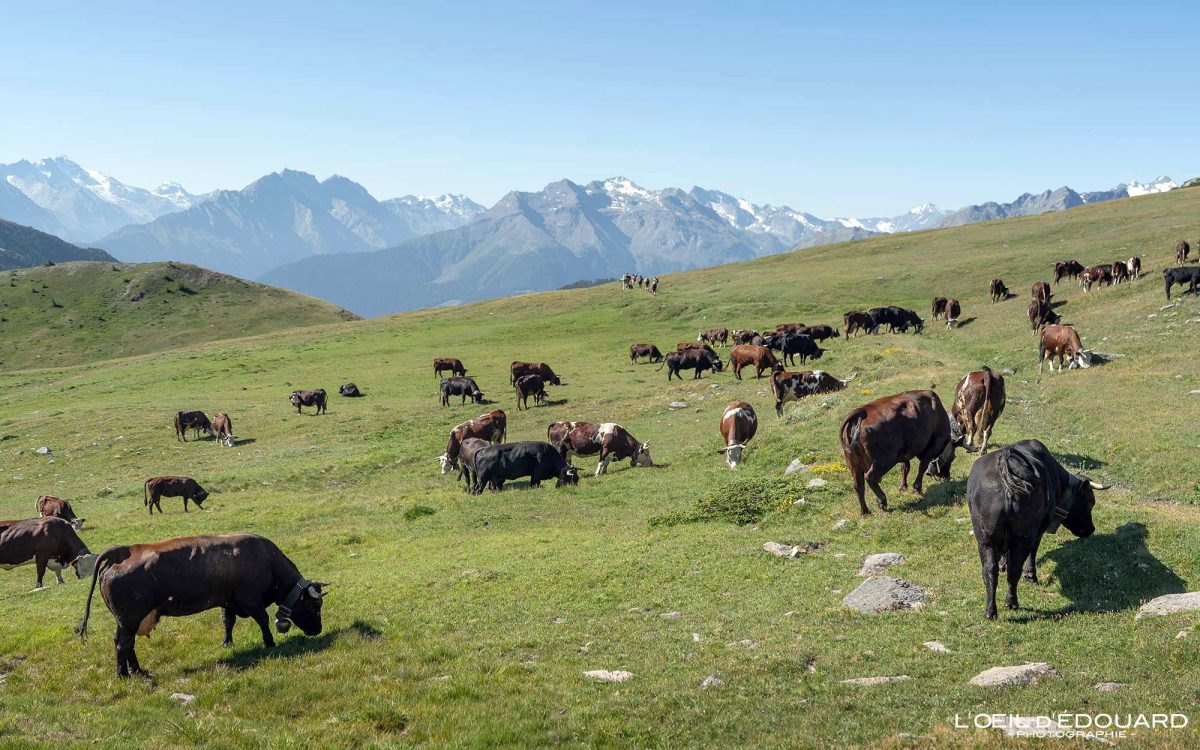 Alpage Vaches Vallée d'Aoste Trek Italie Tourisme Paysage Animal Montagne Randonnée Outdoor Nature Hiking Trekking Alps Mountain Cows Landscape / Alpi Montagna Mucche Valle d'Aosta Italia
